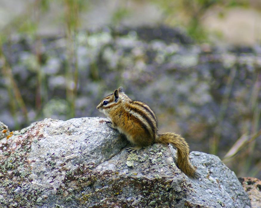 Wyoming Chipmunk At