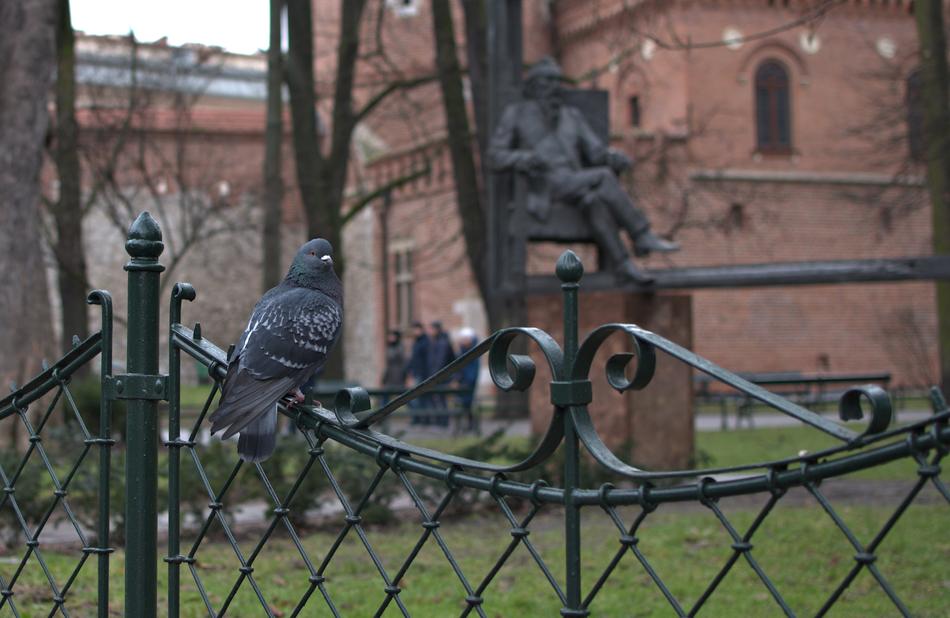 beautiful Dove Kraków Planty