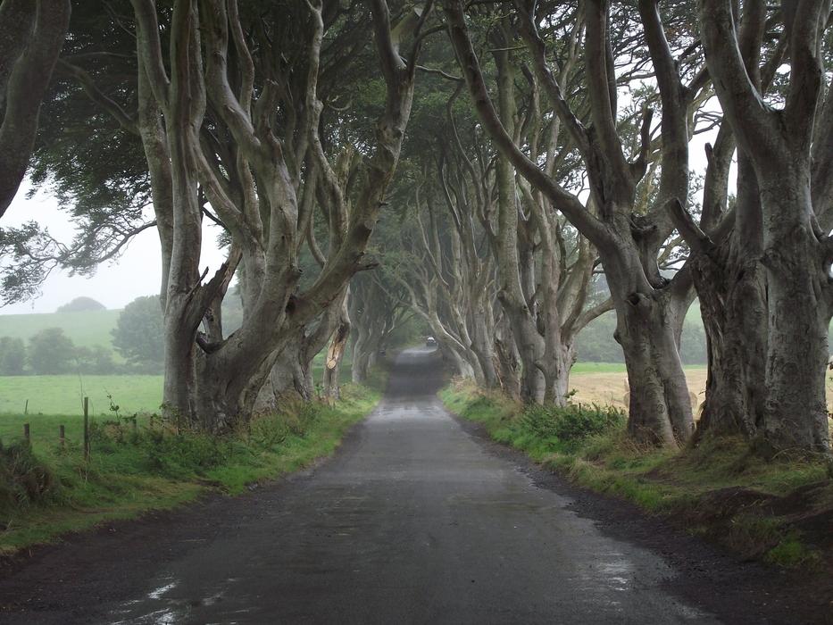 hedge of trees near the road
