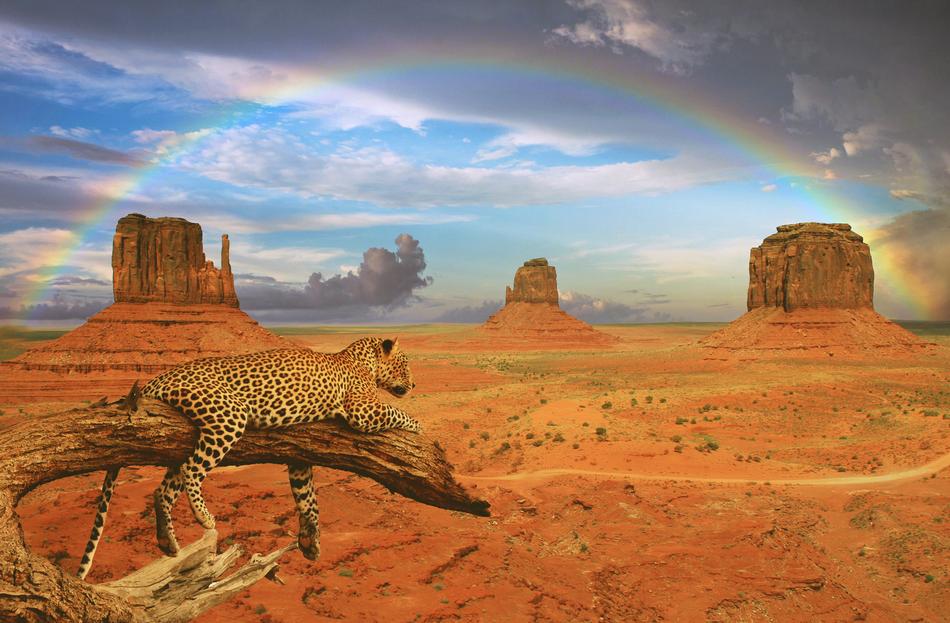 rainbow over leopard in monument valley