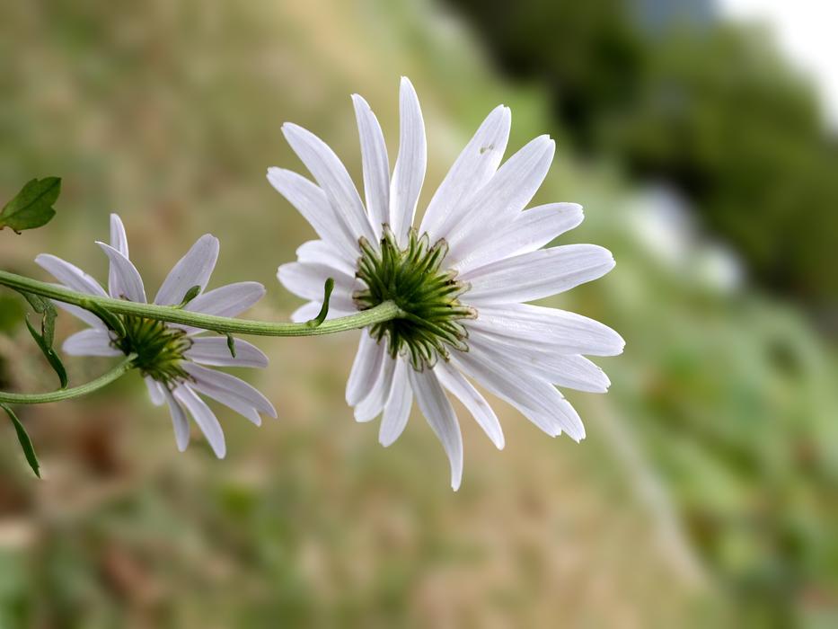 Gujeolcho White Flower