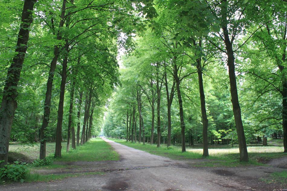 Beautiful trails, among the green trees and grass, in Versailles, France