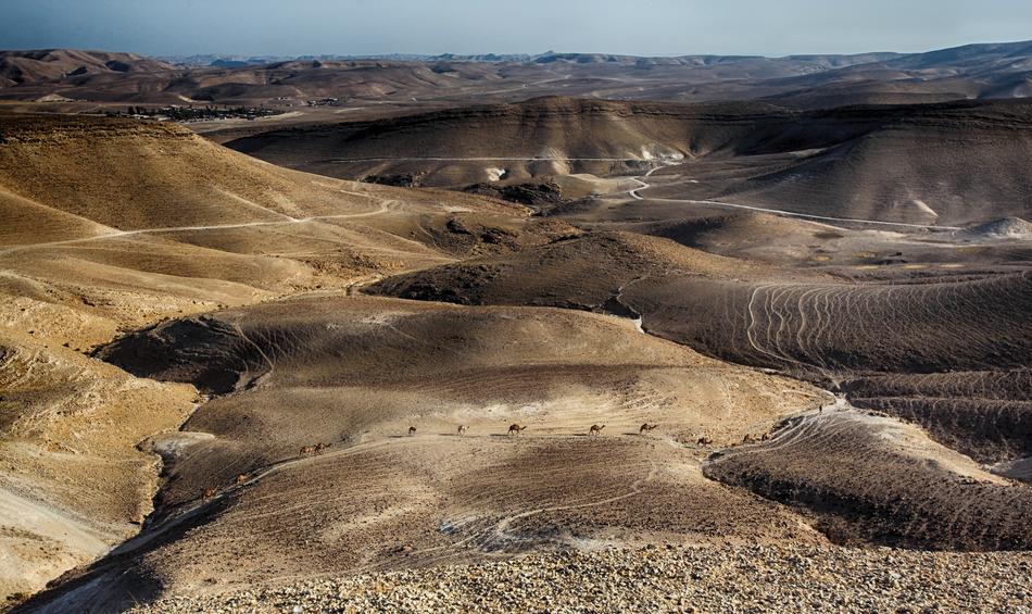 Dead Sea Caravan