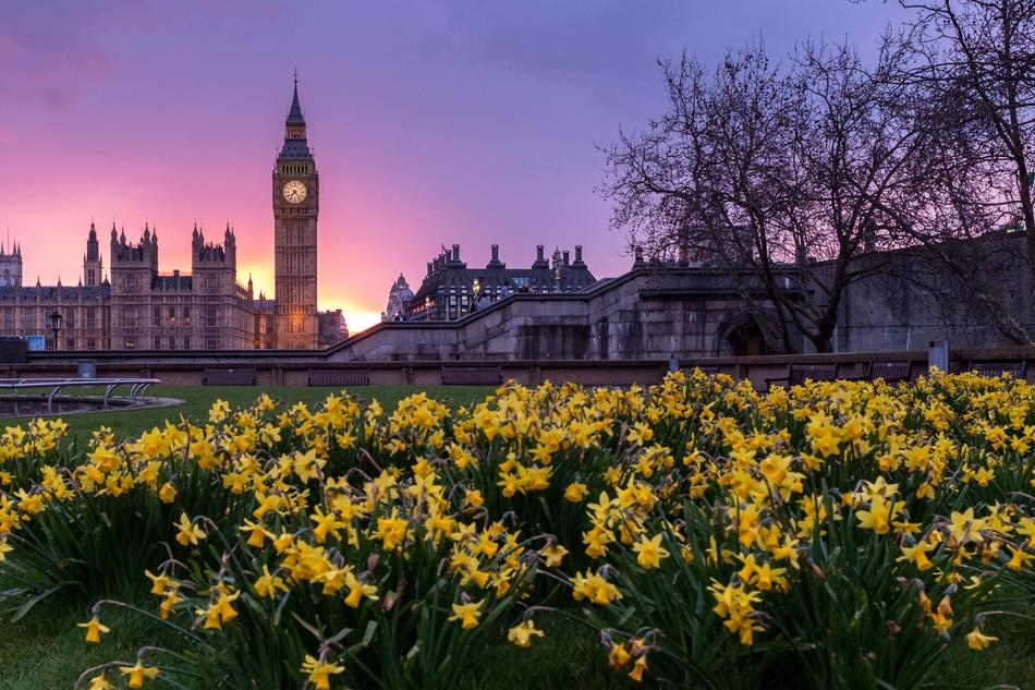 Beautiful landscape of the yellow flowers near the Palace of Westminster, at colorful sunset in London, England, UK