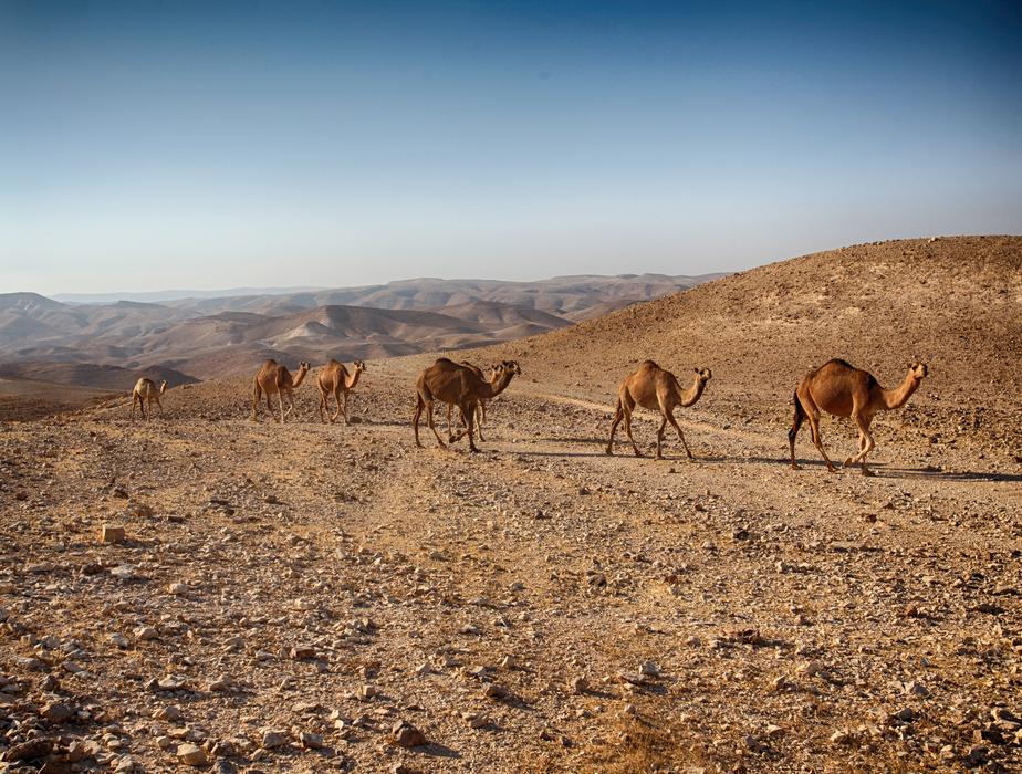 Dead Sea Timna
