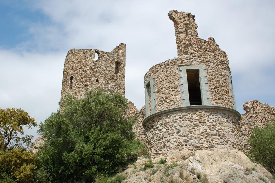 Castle Olive Tree