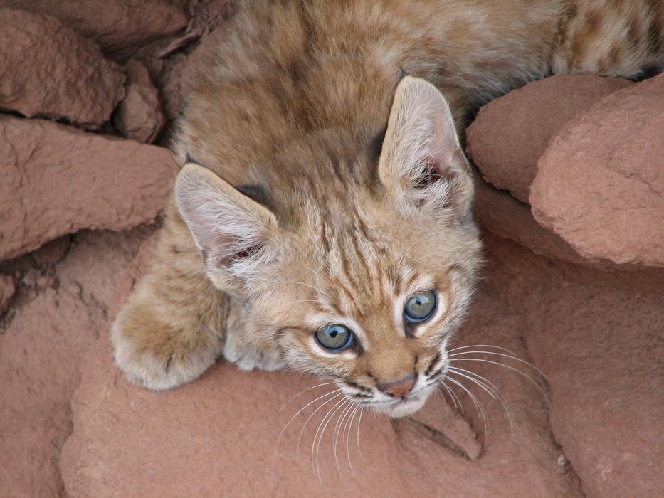 Baby Bobcat Portrait