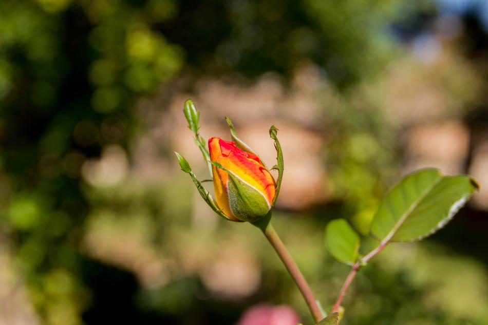 Granada Rosa Cocoon