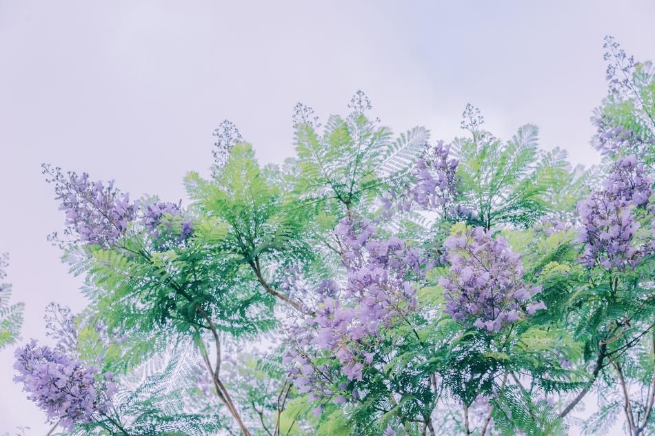 drawing of purple flowers in nature