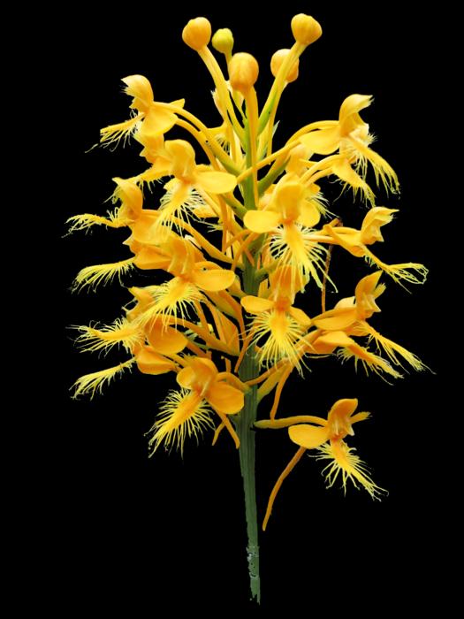 Platanthera Yellow flowers