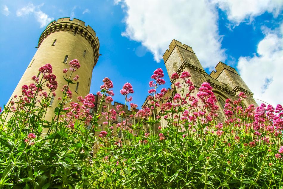 Arundel Castle and pink flowers