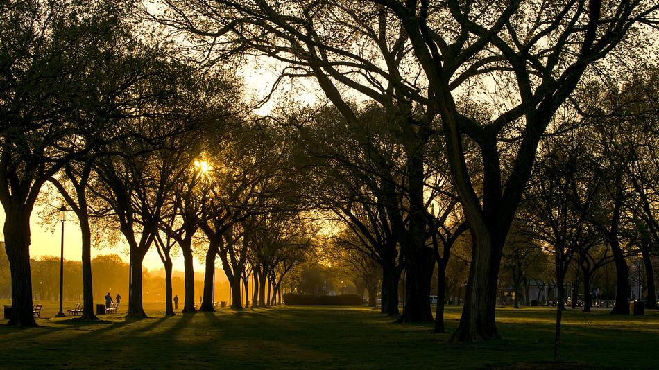 Morning photo of trees alley in Washington