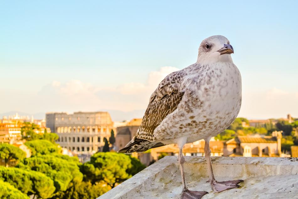 Colosseum Ave bird