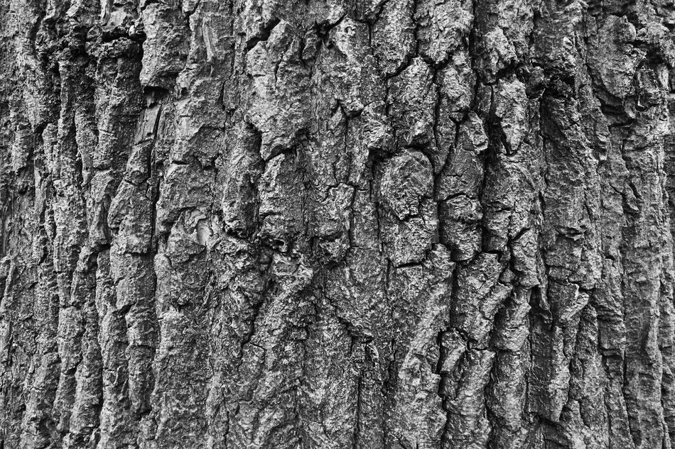 Bark Tree Nature grey