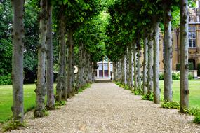 ravishing Garden House Tree