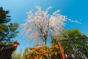 Sakura Japan garden