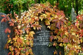 Cemetery Stone Grave leaves