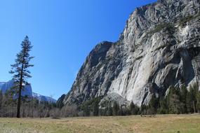 Capitan Yosemite Tree