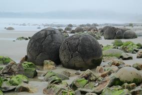 coastline boulders in Moeraki, New Zealand