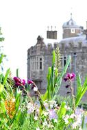 delightful Garden Castle Flowers