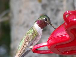 delightful Hummingbird