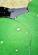 Lotus Leaf Green water