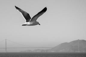 Sea Gull Black And White