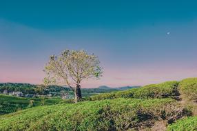 ravishing tree Landscape