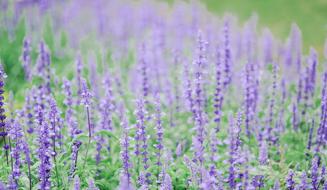 purple flowers garden