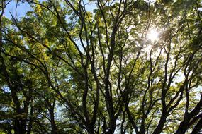 trees sun