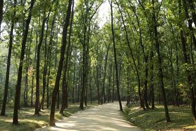green trees park