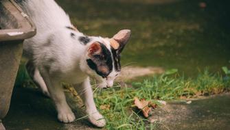 portrait of perfect Cute street cat