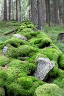 green moss on stones in a forest in Czech Republic