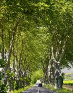 Tree Line Road