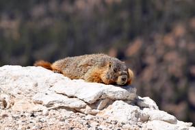 Yellow Bellied Marmot