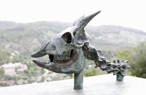 Skeleton Skull