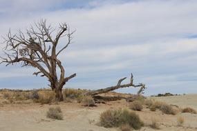 Beautiful desert landscape with twisted trees and green and yellow plants