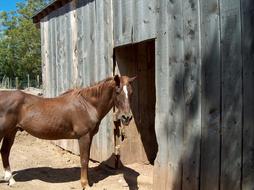 Horse Equine Animal brown