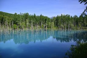 Japan Water Tree greeb