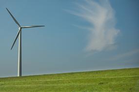 Windmill grass Green