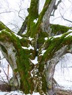 Natural Monument Thicker Stem