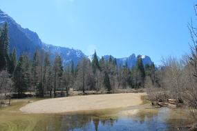 trees in Yosemite Park, USA