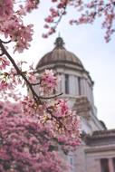 Capitol Building and pink tree