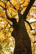 Autumn Leaves tree gold