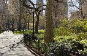 Park trees New York