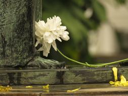 Beautiful, white flower and yellow petals, near the sculpture