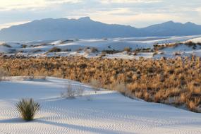Sand White Grass green