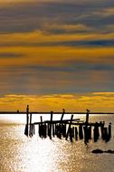 birds on the pier in yellow twilight