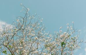 flowering tropical plant against blue sky