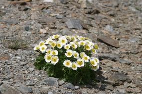 Dryas Octopetala Flowers